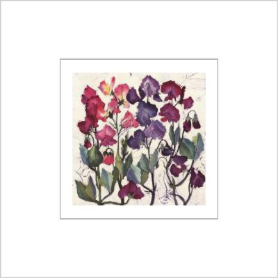 No.539 Sweet Peas - signed Small Print.